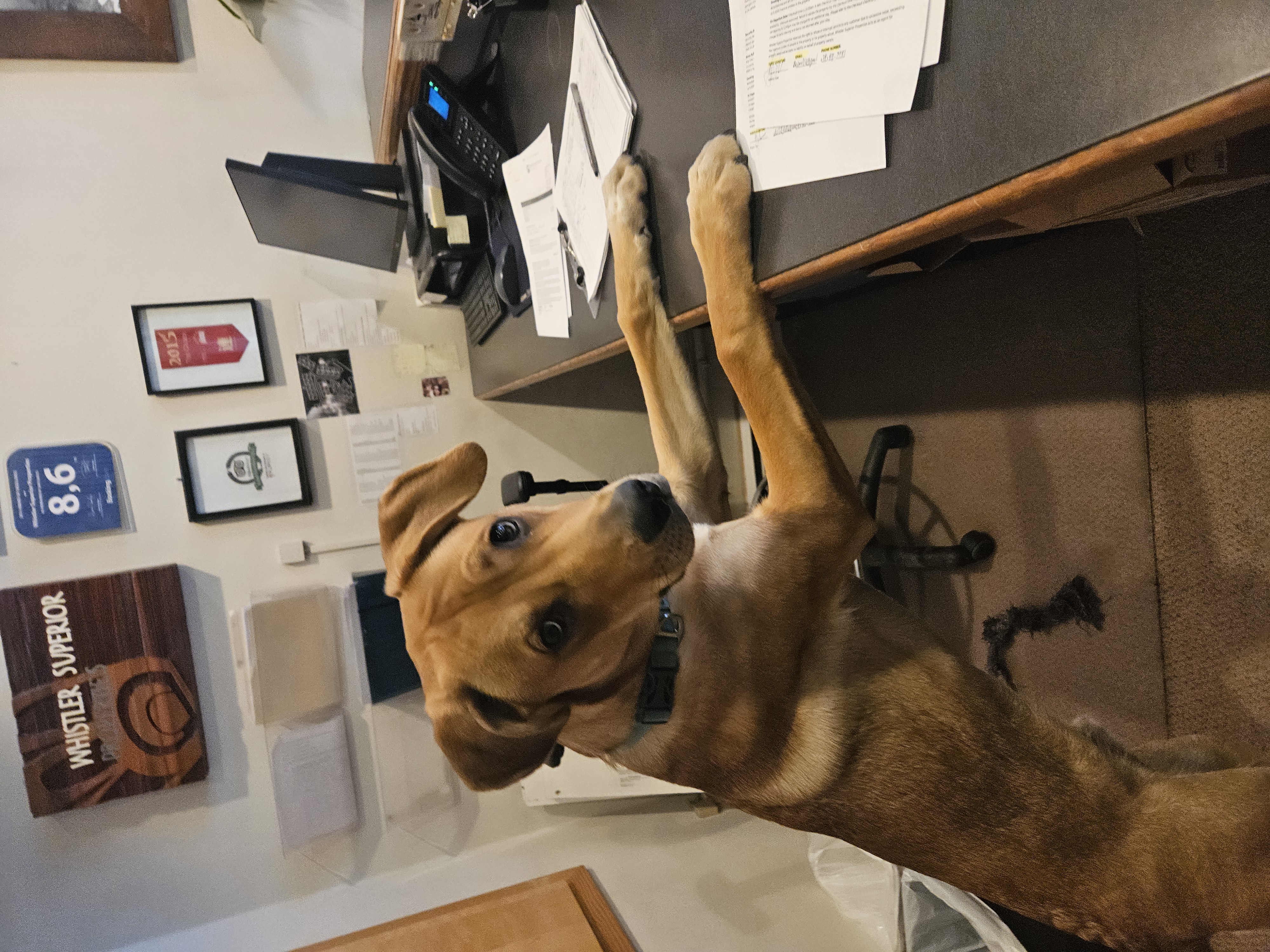 Baxter, Whistler Superior office dog
