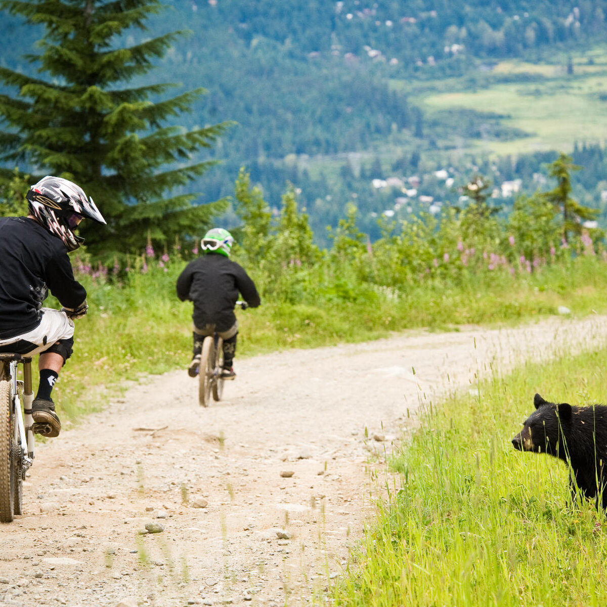 Black bear in Whistler